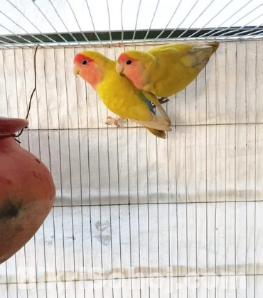 Lutino Peach Face Lovebird /লিটিনো পিচফেস লাভবার্ড বিক্রি।